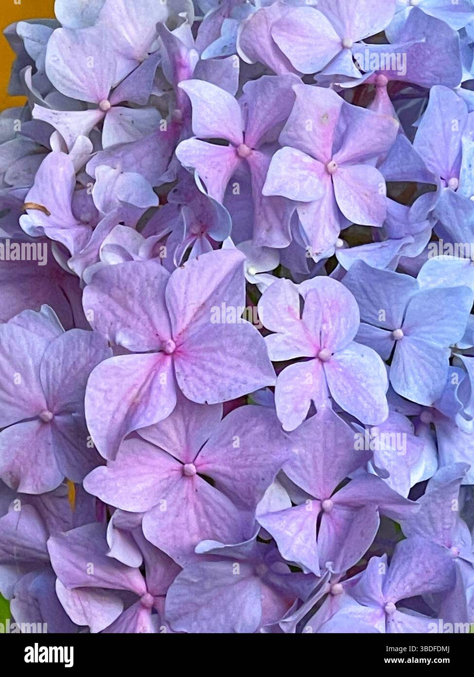 Fleurs d'hortensias. Banque D'Images
