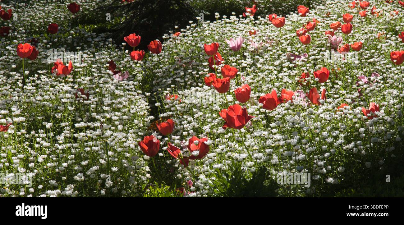 Espagne, Madrid, Paseo del Prado, fleurs, Banque D'Images