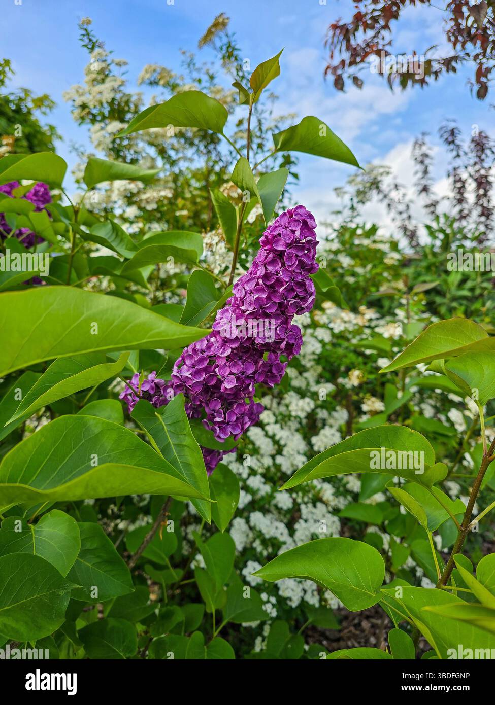 Branche de fleur de lilas dans le jardin au printemps Banque D'Images