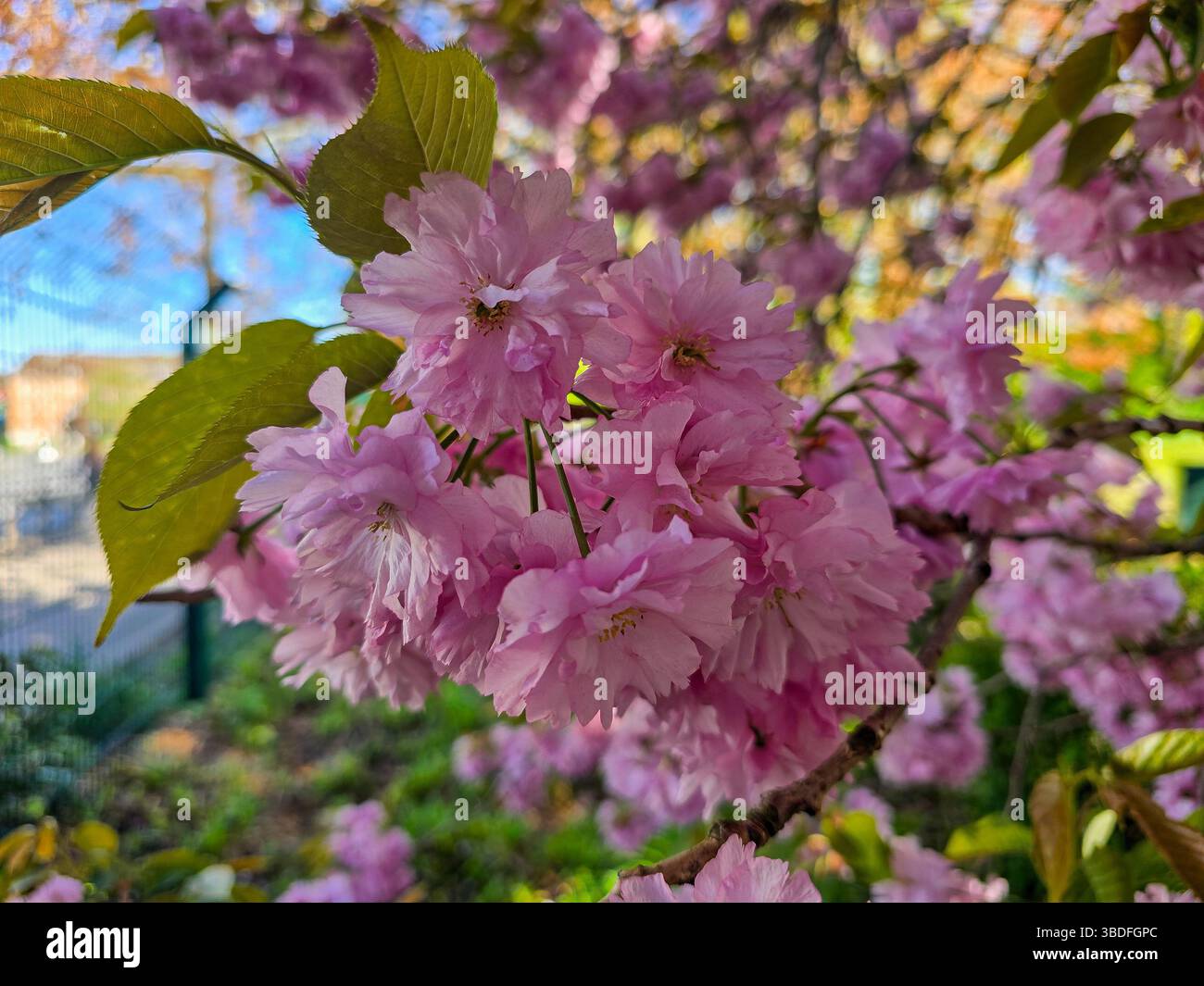 gros plan de fleurs de cerisier rose éclatantes capture les pétales délicats et les feuilles vertes fraîches sur un fond printanier légèrement flou Banque D'Images