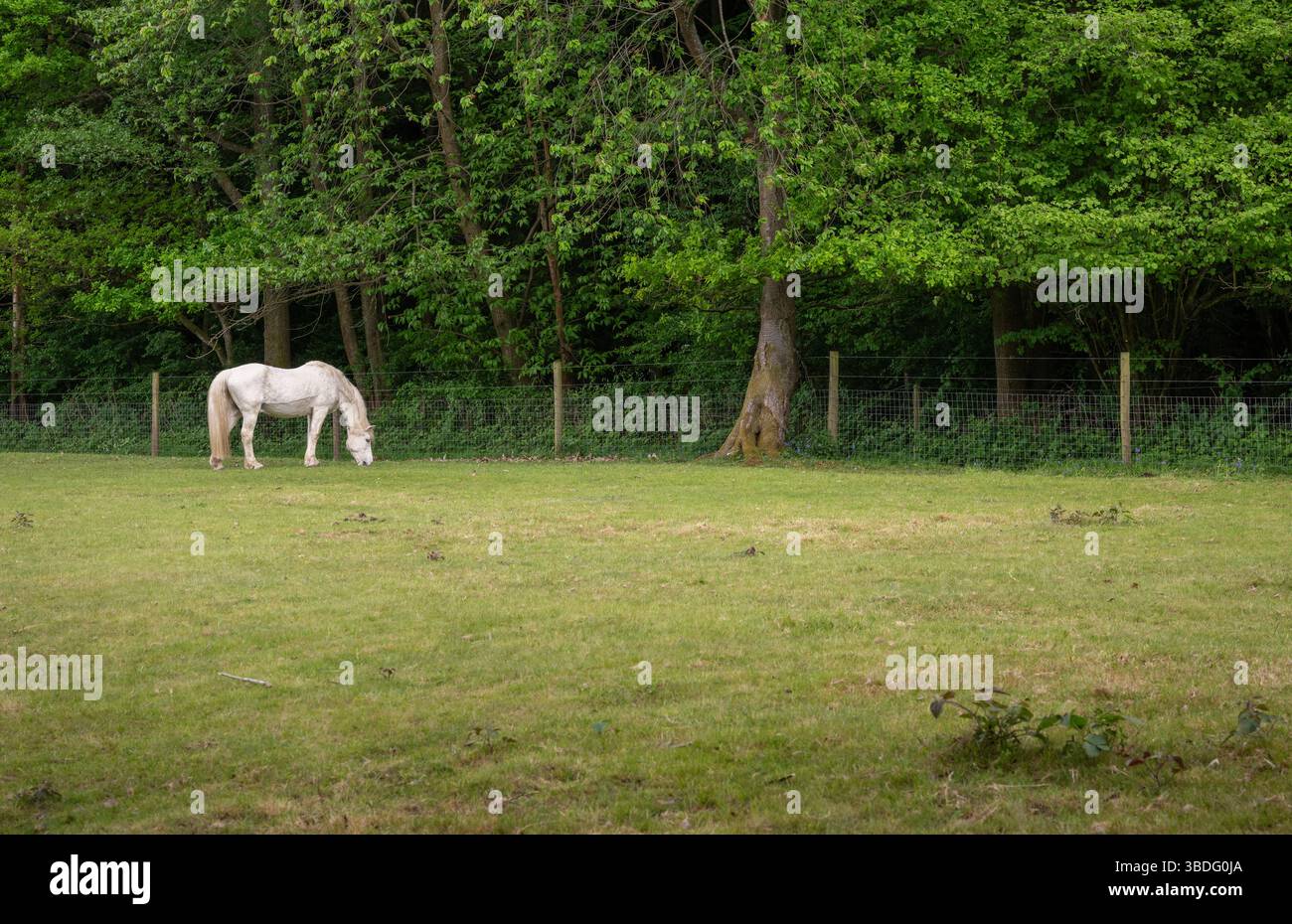 Cheval gris pâturant dans un champ avec des arbres derrière Banque D'Images