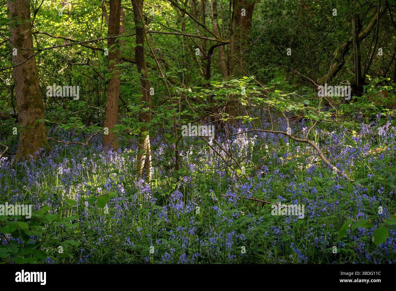 Les cloches bleues (Hyacinthoides non-scripta) dans les bois avec la lumière du soleil filtrant à travers les arbres. Belle scène de nature printanière près de Farleigh dans le Surrey Banque D'Images