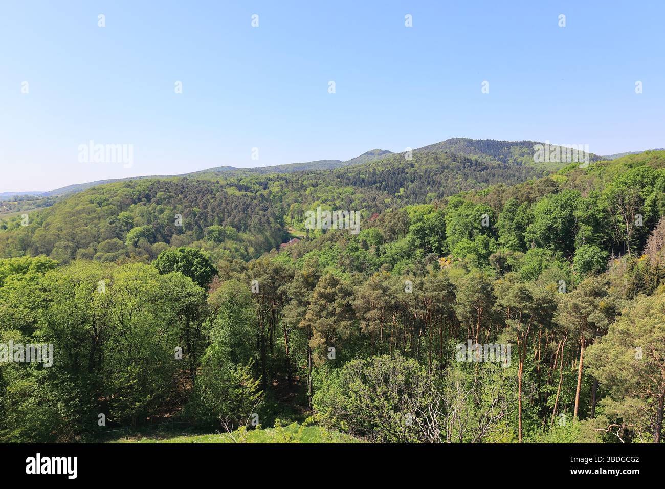 Vue sur la forêt du Palatinat près de Bad Bergzabern Banque D'Images