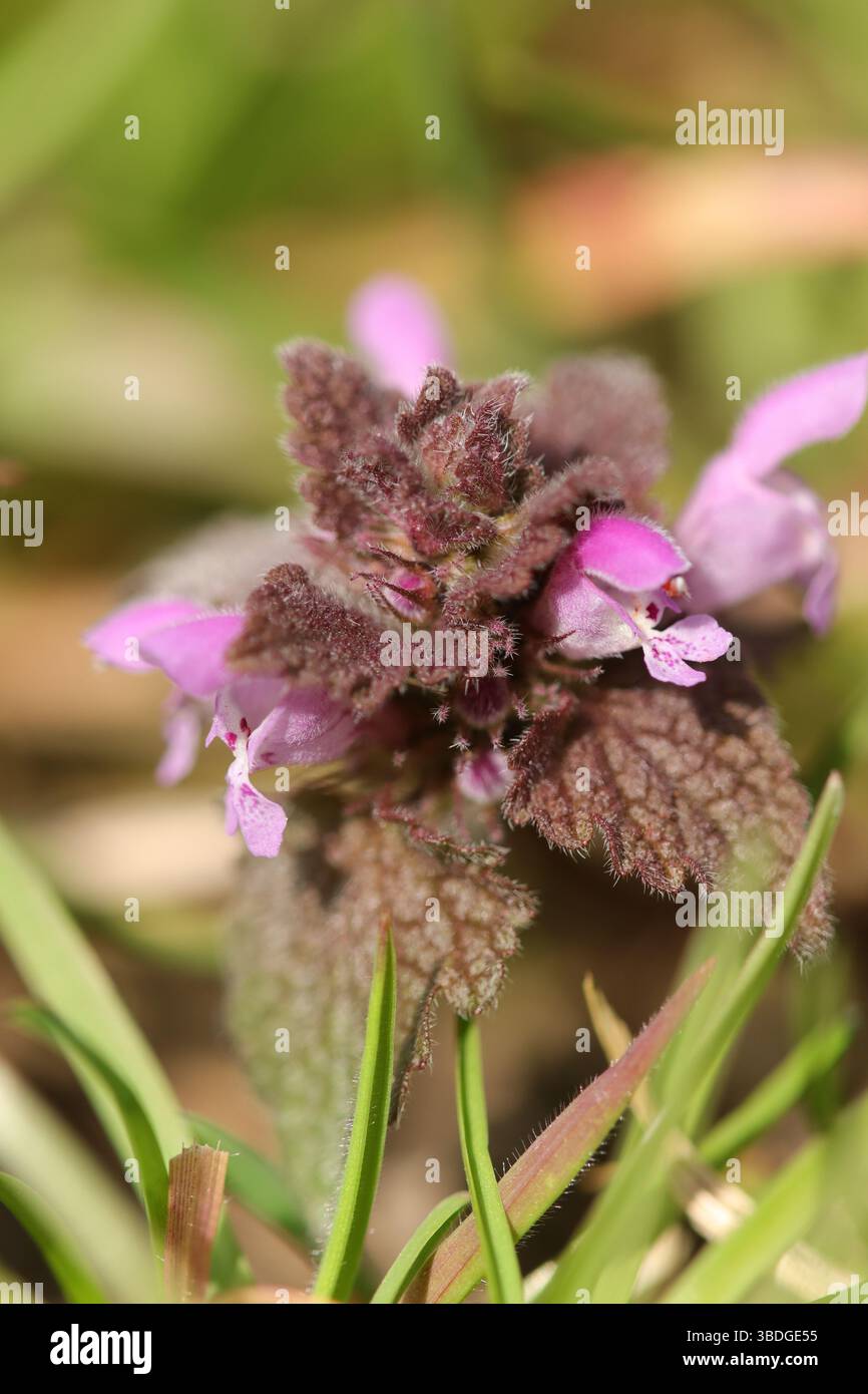 Lamier pourpre (Lamium purpureum) Lamium purpureum en fleur Banque D'Images