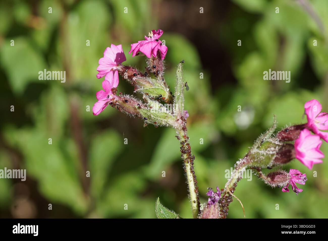 Pucerons de Campion, Brachycaudus lychnidis sur campion rouge, mouche rouge (Silene dioica). Famille. Aphididae. Printemps, mai, jardin hollandais. Banque D'Images