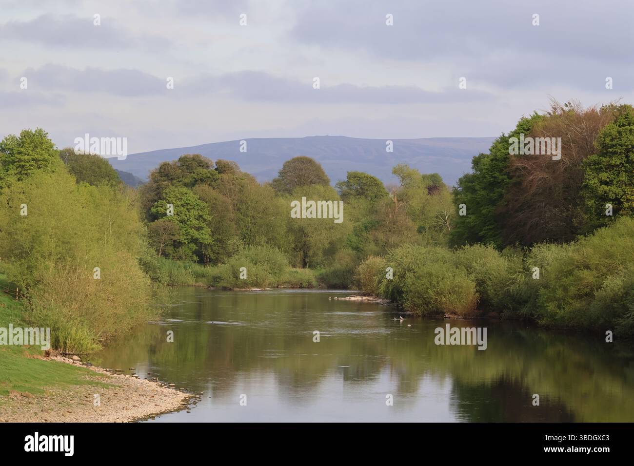 La rivière Eden une rivière sereine qui coule à travers une végétation luxuriante, reflétant le ciel et les arbres environnants. Banque D'Images