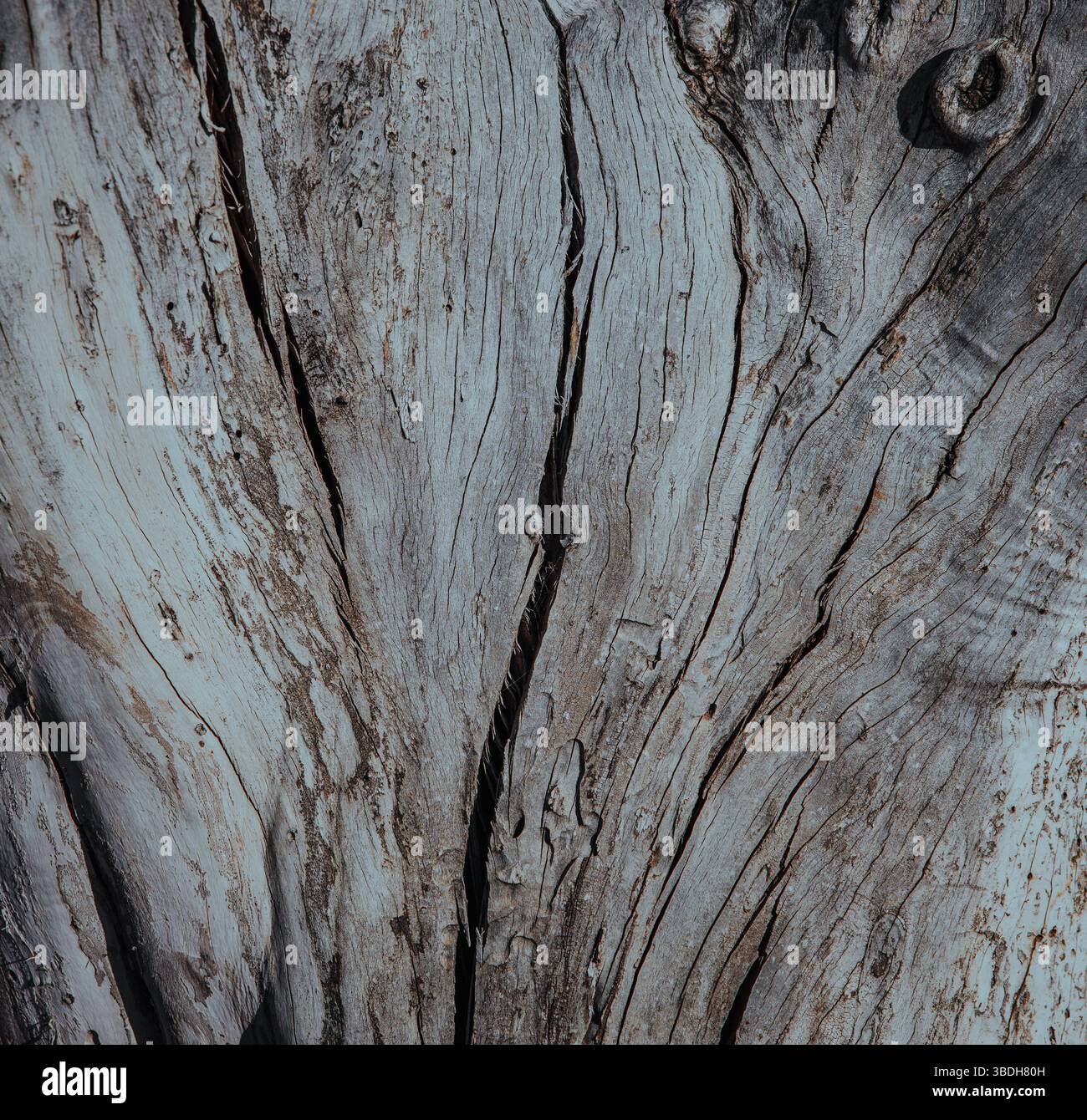 Gros plan sur la surface du vieil arbre sec Banque D'Images