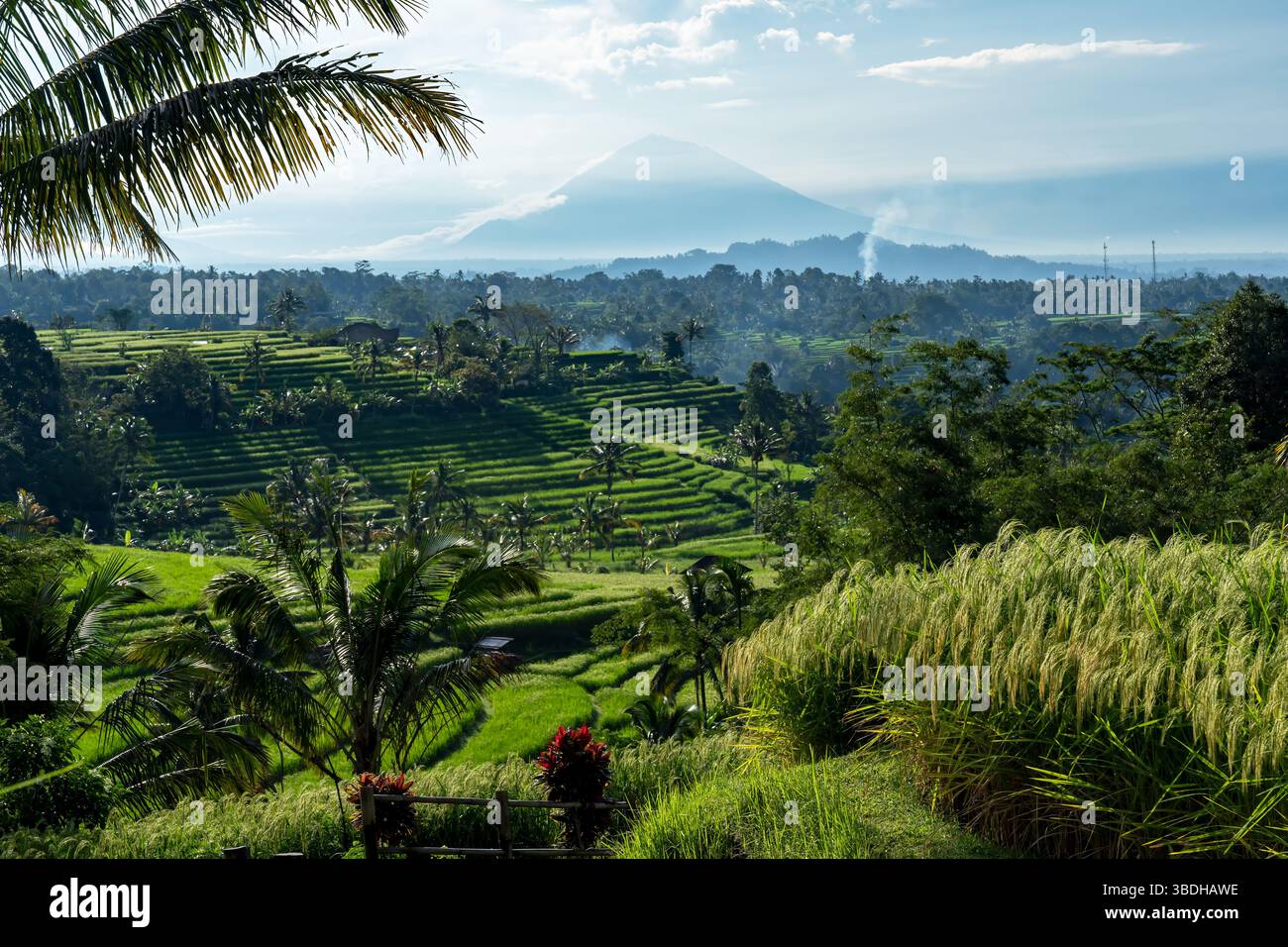 Terrasses de riz Jatiluwih avec Mt. Agung en arrière-plan Banque D'Images