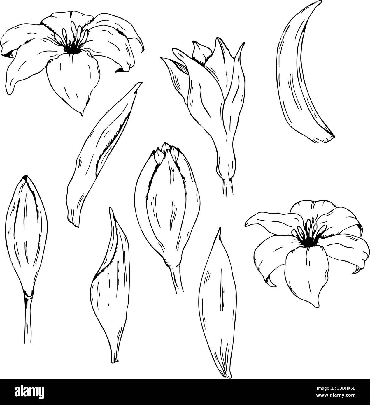 Éléments floraux pour le design botanique et les projets artistiques. Graphique complet Pour baptême, invitation de mariage, carte de voeux, anniversaire, fête. Ensemble de lis et Illustration de Vecteur