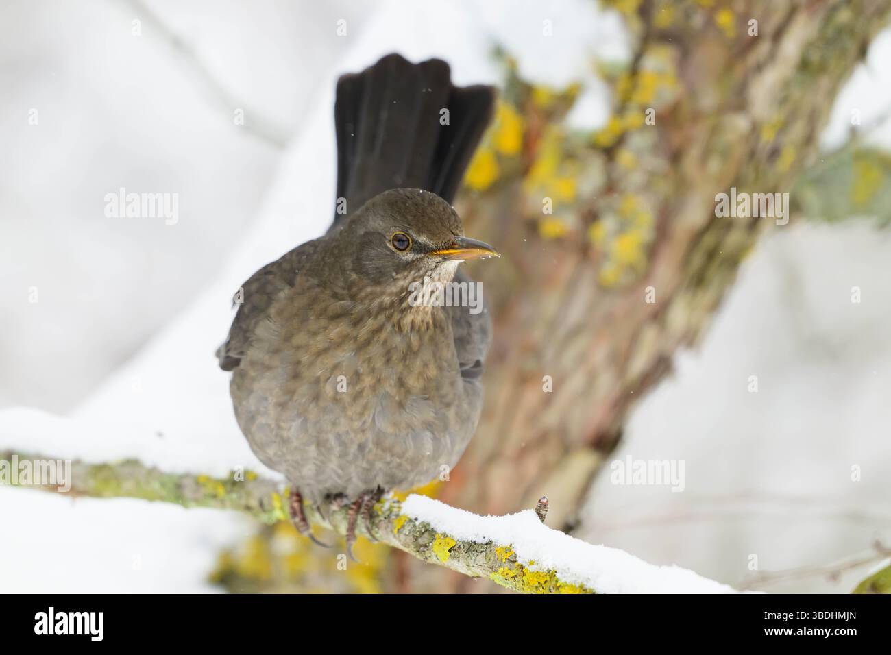 Femelle Blackbird commun Turdus merula sur une branche couverte de neige en hiver. Banque D'Images