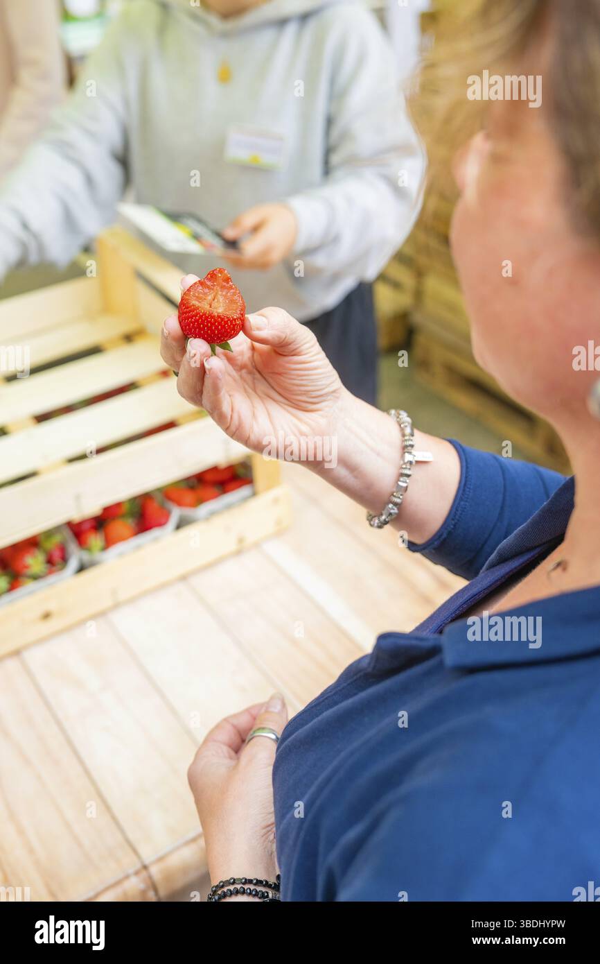 Femme tenant la fraise pendant la situation de vente, boîte en bois remplie avec des fruits frais en arrière-plan, Sindelfingen, district de Boeblingen, Allemagne, UE Banque D'Images
