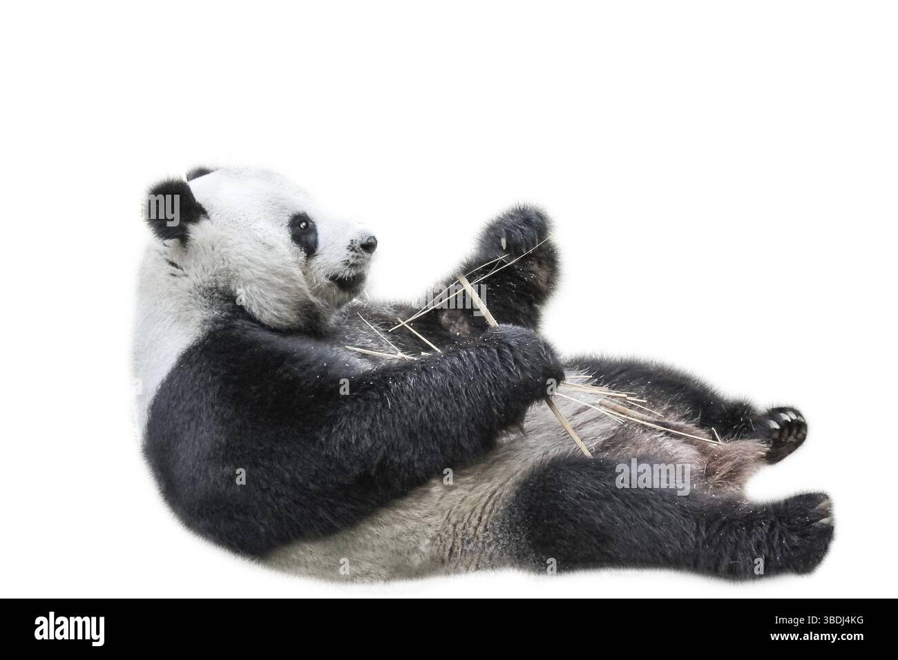 Panda géant se relaxant sur le dos et mangeant des feuilles de bambou, isolé sur fond blanc. Le panda géant, Ailuropoda melanoleuca, est également connu sous le nom de pan Banque D'Images