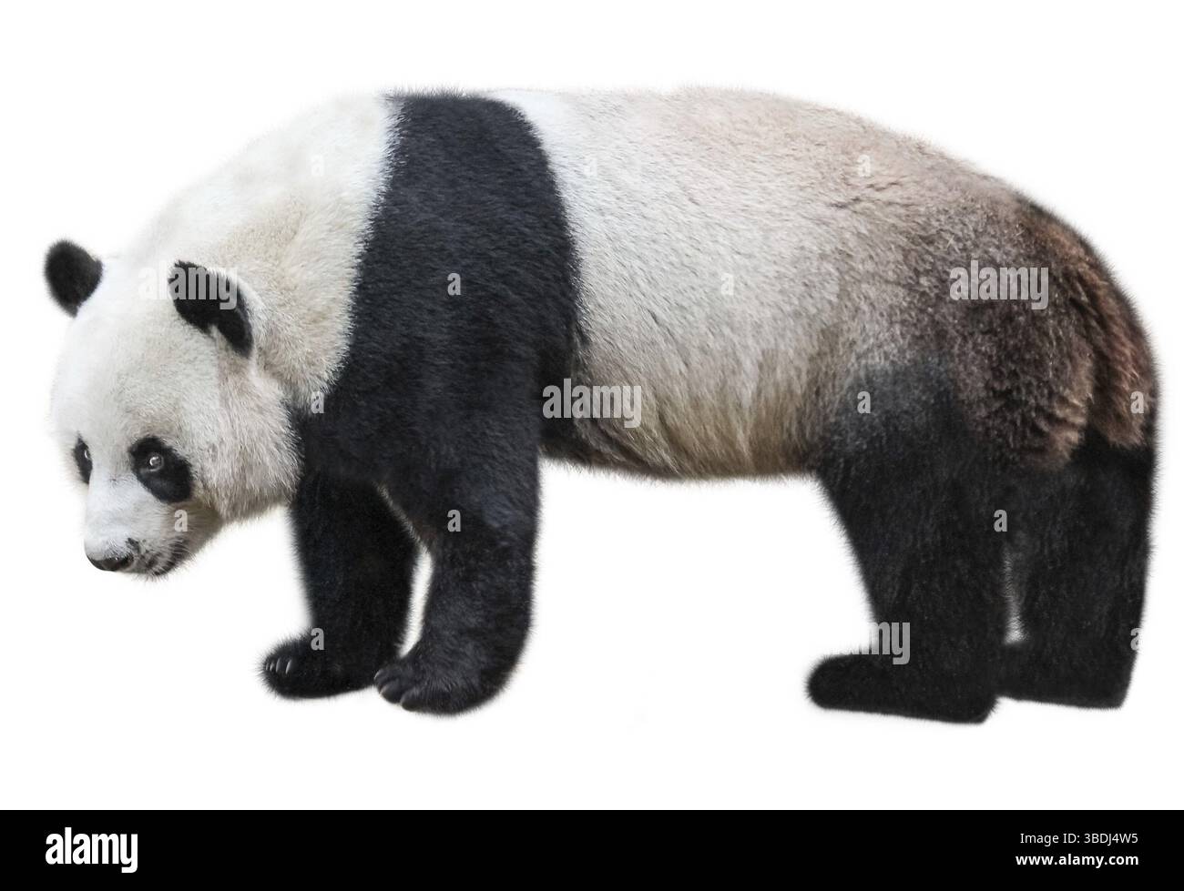 Le panda géant, Ailuropoda melanoleuca, également connu sous le nom d'ours panda, est un ours originaire du centre-sud de la Chine. Panda debout, vue de côté, isolé sur whi Banque D'Images