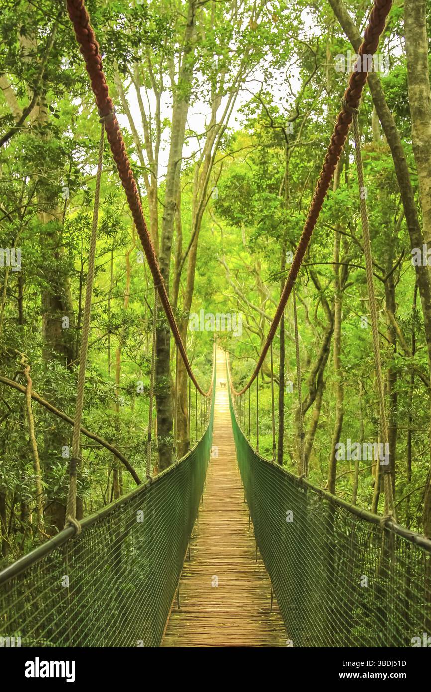 Pont de corde en bois ou pont suspendu dans la forêt tropicale à travers la cime des arbres. Garden route, Plettenberg Bay, Afrique du Sud, Afrique Banque D'Images