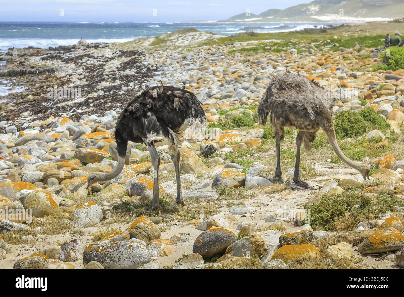 Quelques autruches communes mangent sur la plage de galets de la réserve naturelle du Cap de bonne espérance dans le parc national de Cape Peninsula, Afrique du Sud, Afrique Banque D'Images