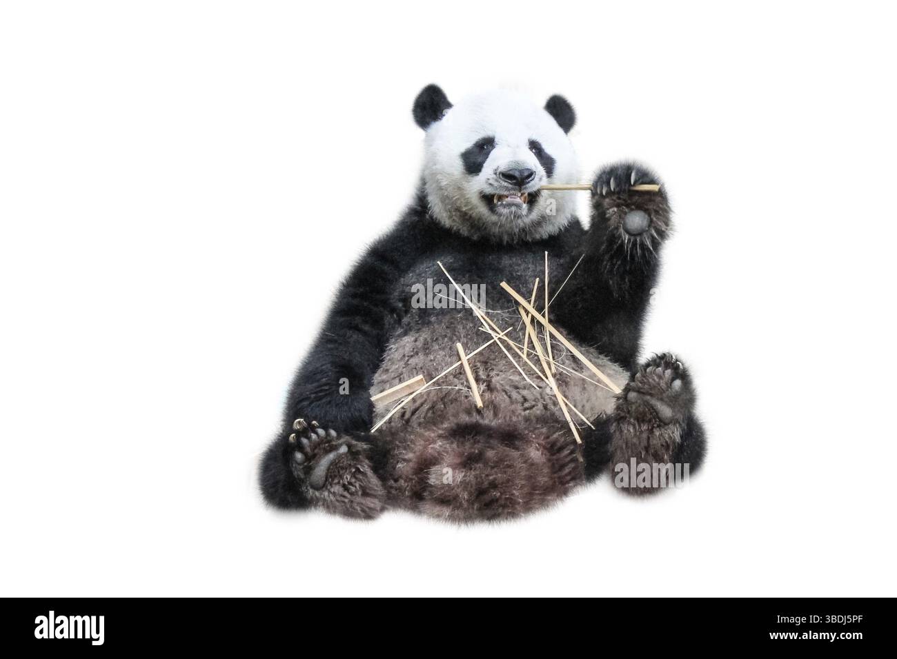 Un panda géant drôle mangeant des pousses de bambou, isolé sur fond blanc. Le panda géant, Ailuropoda melanoleuca, également connu sous le nom d'ours panda, est un ours n Banque D'Images