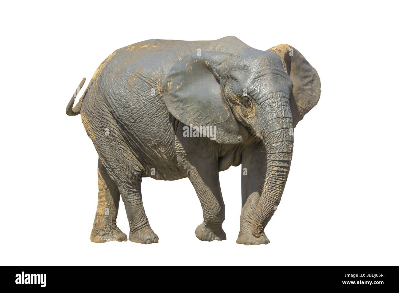 Éléphant sud-africain isolé sur fond blanc Banque D'Images