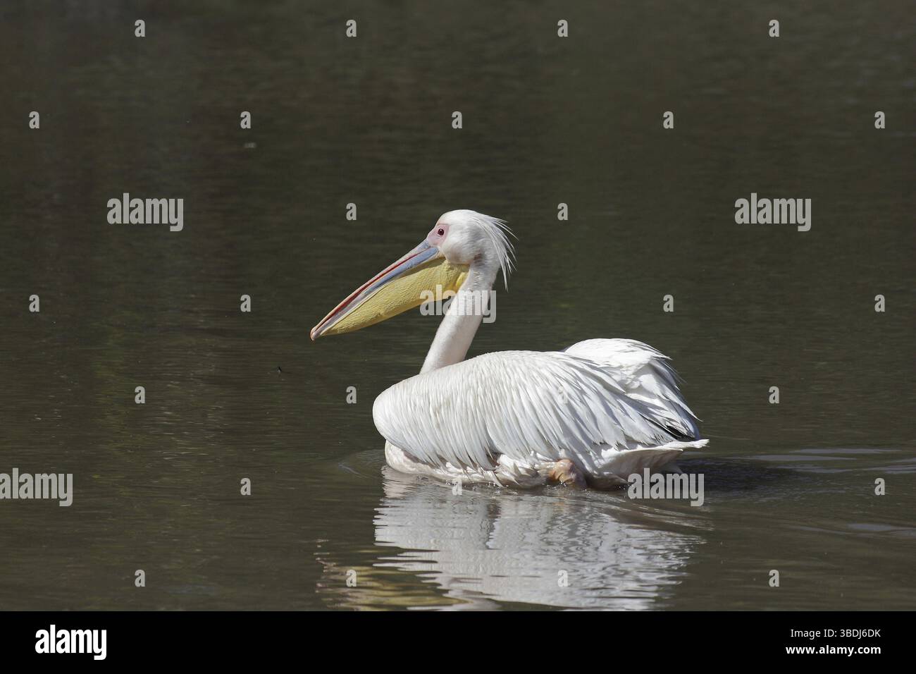Pelican Banque D'Images