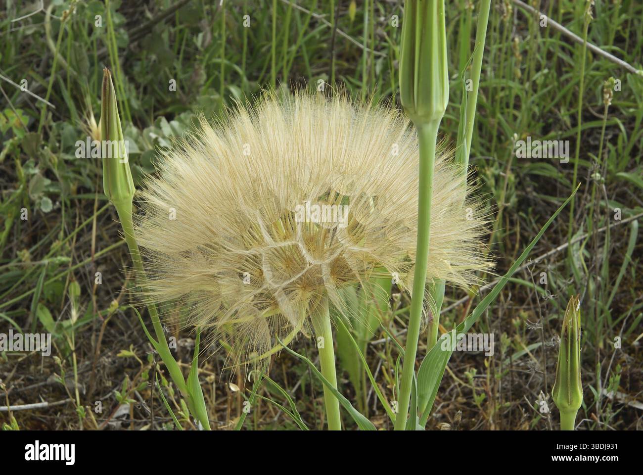 Barbe de bouc, salsifis de l'Ouest Banque D'Images