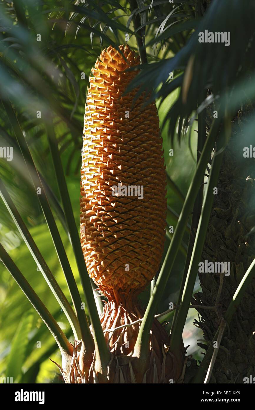 Palmier à sagou japonais, fleur, Tenerife, Îles Canaries, Espagne (Cycas circinalis) Banque D'Images