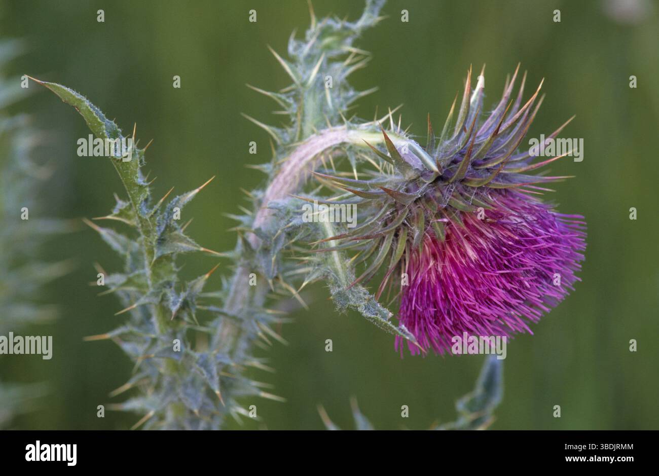 Chardon musqué (Carduus nutans), France, Europe Banque D'Images