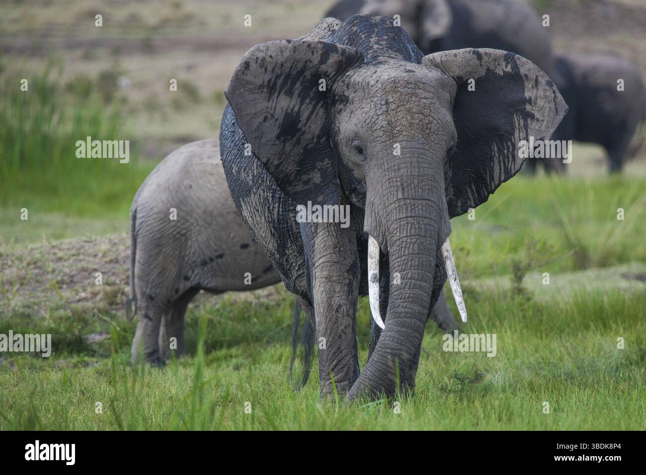 Afrique, africain, afrikanischer elefant, animal, animaux, art, fond, grand, oiseau, noir, dessin animé, personnage, cirque, clip, conception, dessin, elefant Banque D'Images