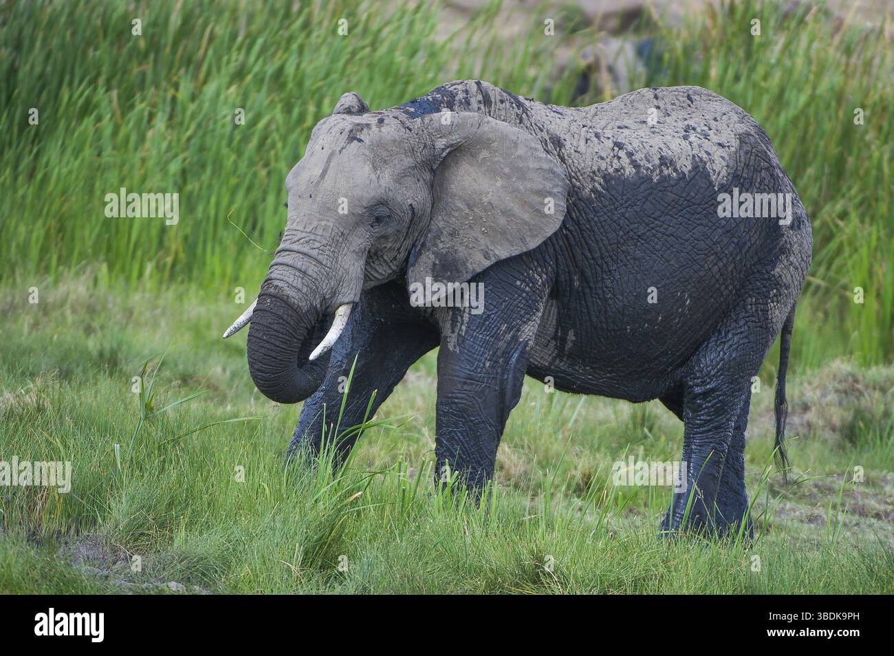 Afrique, africain, afrikanischer elefant, animal, animaux, art, fond, grand, oiseau, noir, dessin animé, personnage, cirque, clip, conception, dessin, elefant Banque D'Images