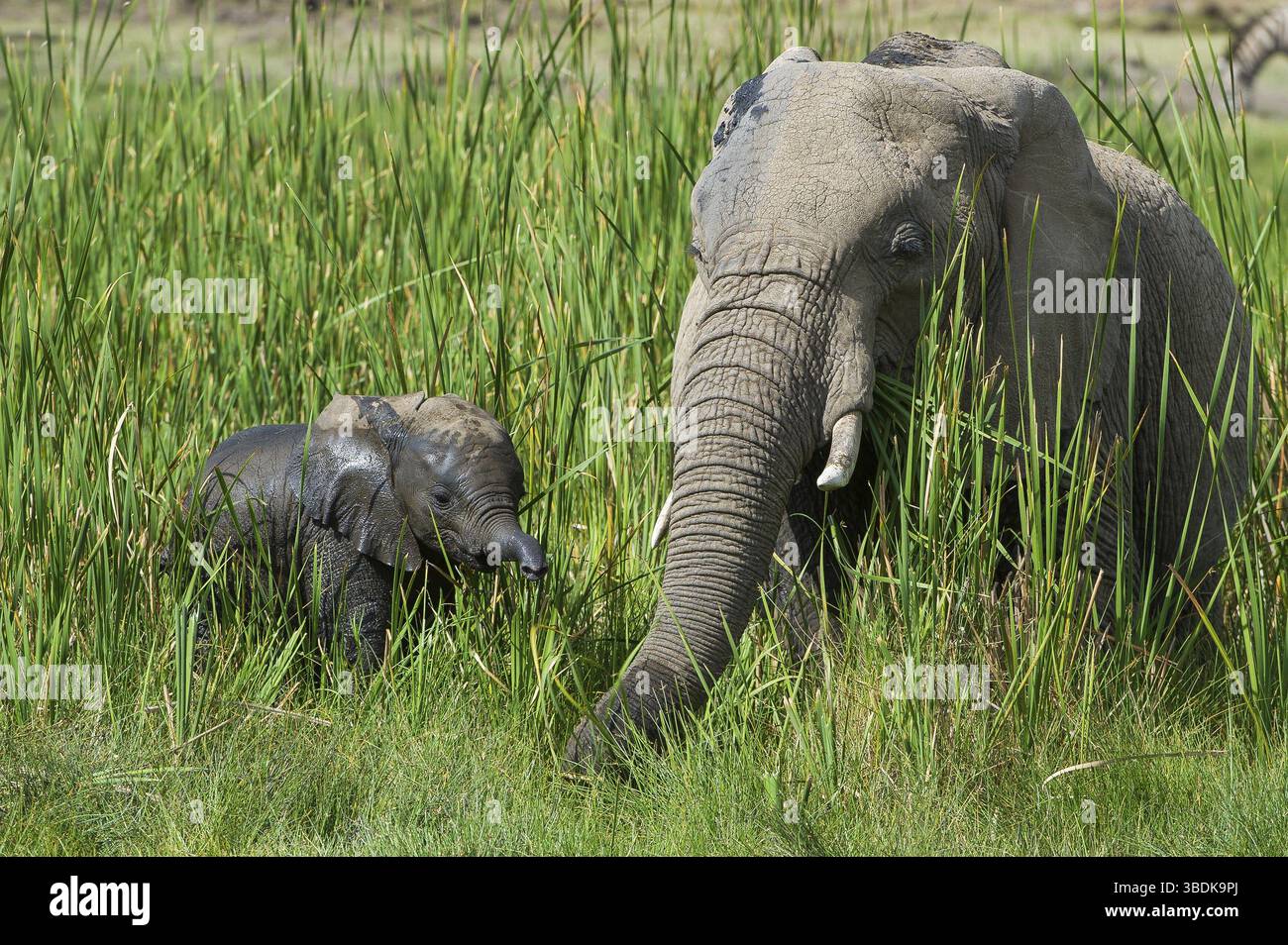 Afrique, africain, afrikanischer elefant, animal, animaux, art, fond, grand, oiseau, noir, dessin animé, personnage, cirque, clip, conception, dessin, elefant Banque D'Images