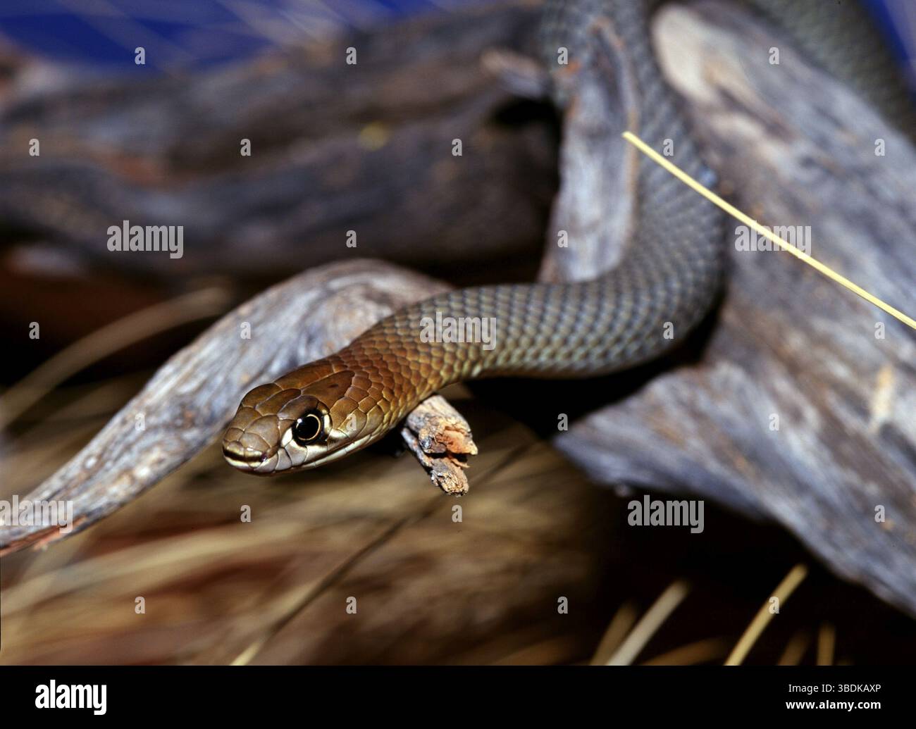 King Brown (Pseudechis australis), Australie, Océanie Banque D'Images