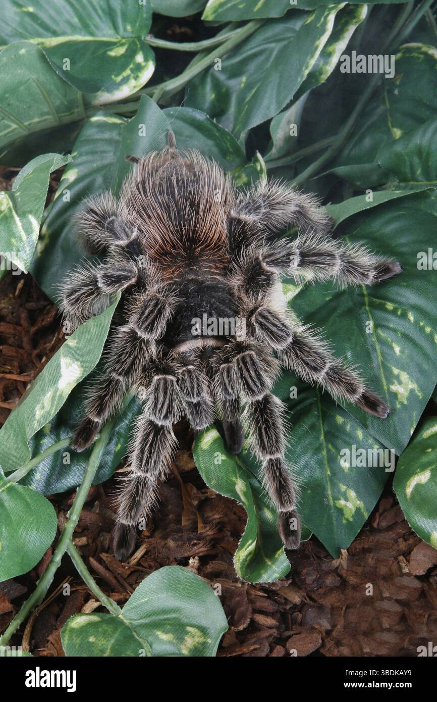 Saumon brésilien rose oiseau mangeant tarantula (Lasiodora parahybana) Banque D'Images