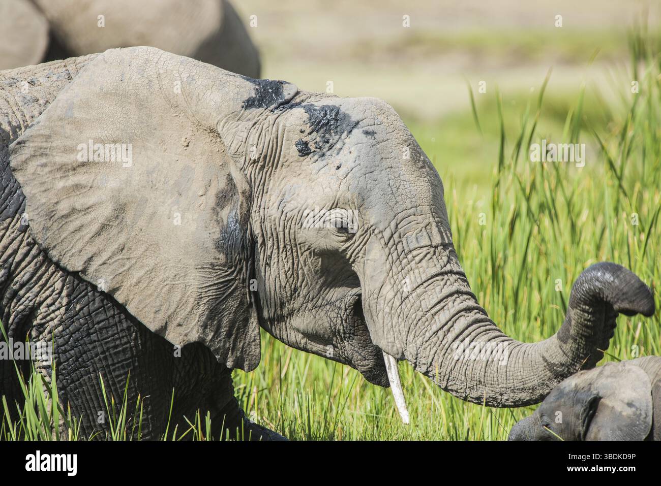 Afrique, africain, afrikanischer elefant, animal, animaux, art, fond, grand, oiseau, noir, dessin animé, personnage, cirque, clip, conception, dessin, elefant Banque D'Images