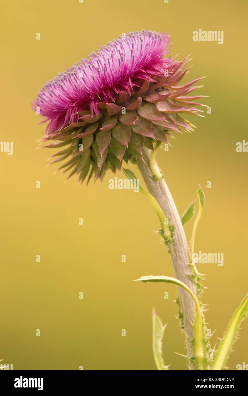 Musk Thistle (Carduus nutans), Bulgarie, Europe Banque D'Images