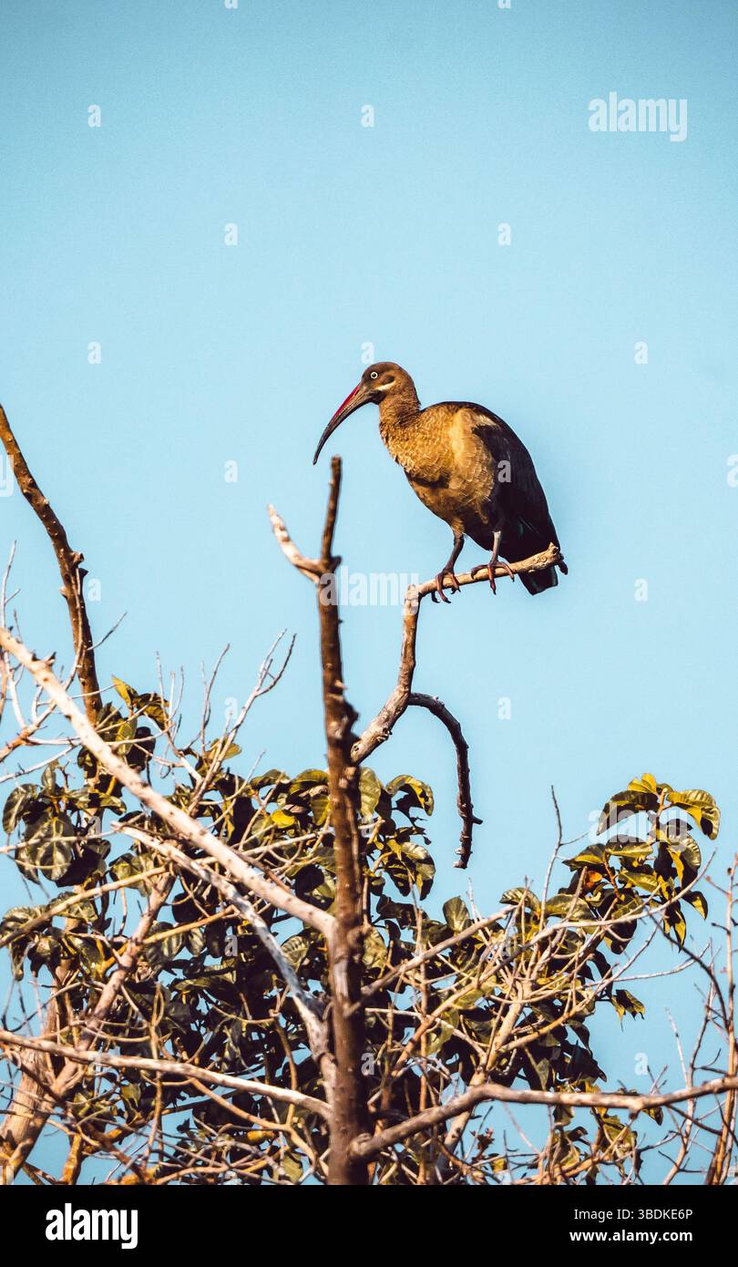 Hadada ibis (Bostrychia hagedash) perché dans un arbre au Botswana, Afrique Banque D'Images