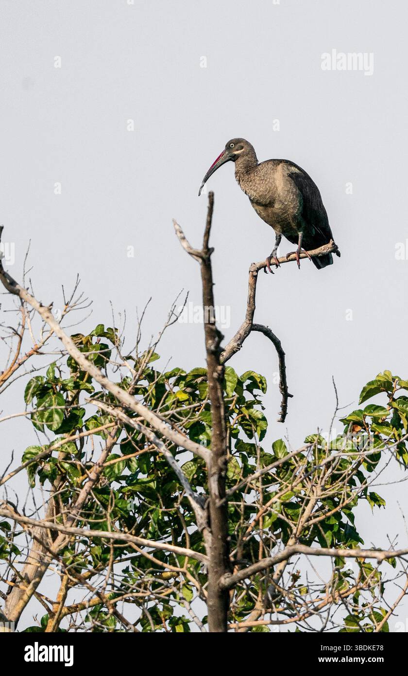 Hadada ibis (Bostrychia hagedash) perché dans un arbre au Botswana, Afrique Banque D'Images