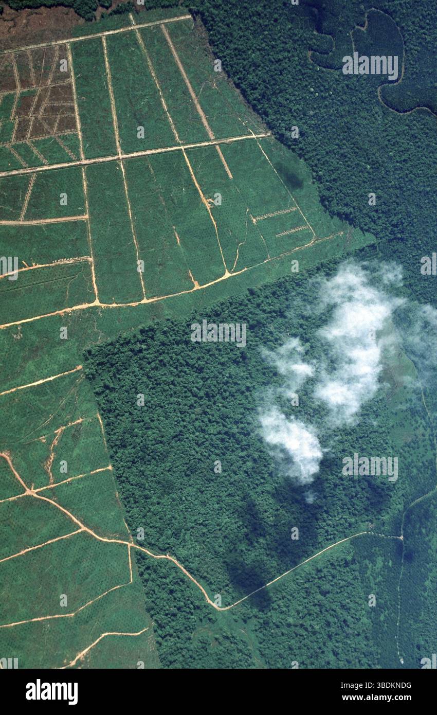 Plantation de pétrole à côté de la forêt tropicale, Bornéo, menace, Indonésie, Asie Banque D'Images