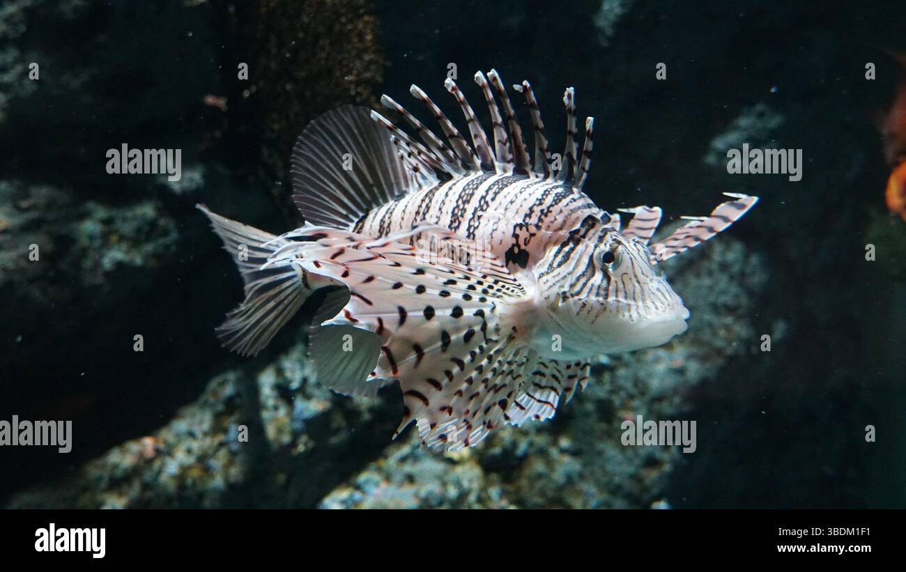 Récifs coralliens et vie marine : un monde coloré sous l'océan Banque D'Images