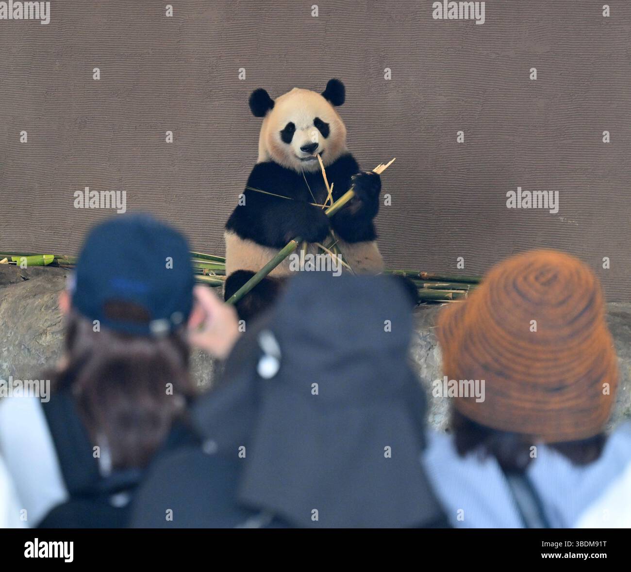 Giant panda Fuhin is exhibited outdoors for the last time before being