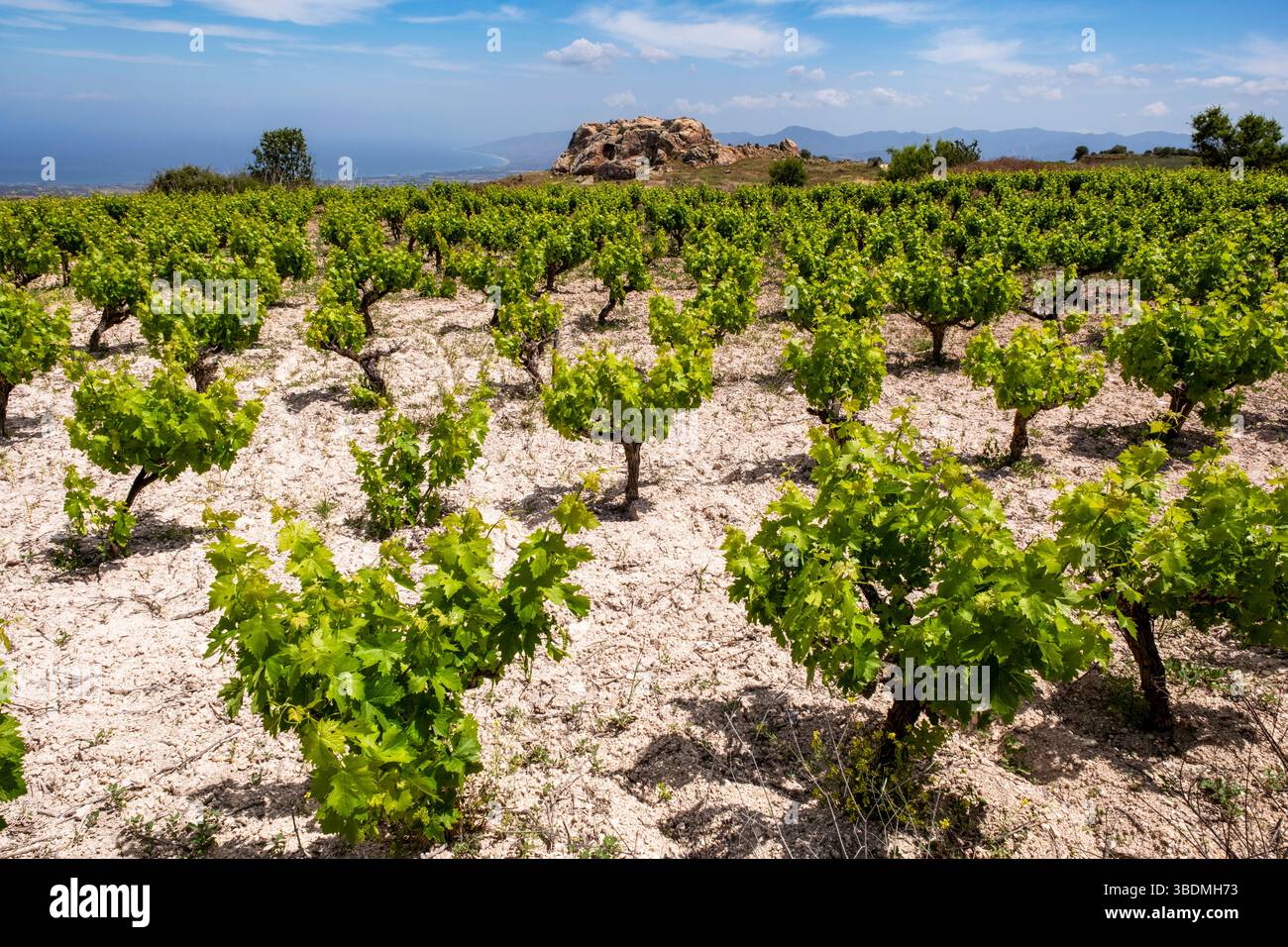 Petit vignoble avec des vignes en feuille en mai, Drouseia, Chypre Banque D'Images