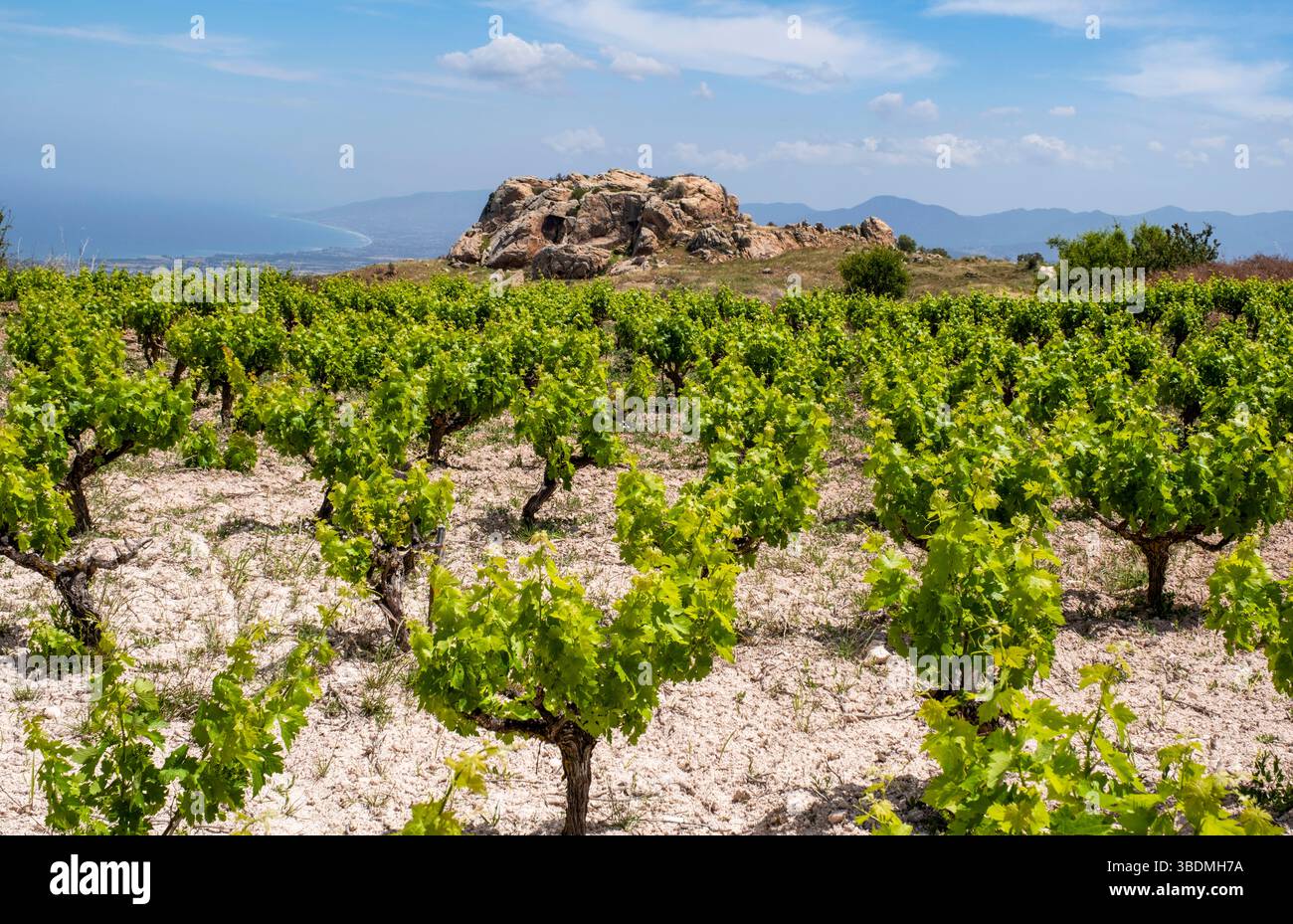 Petit vignoble avec des vignes en feuille en mai, Drouseia, Chypre Banque D'Images