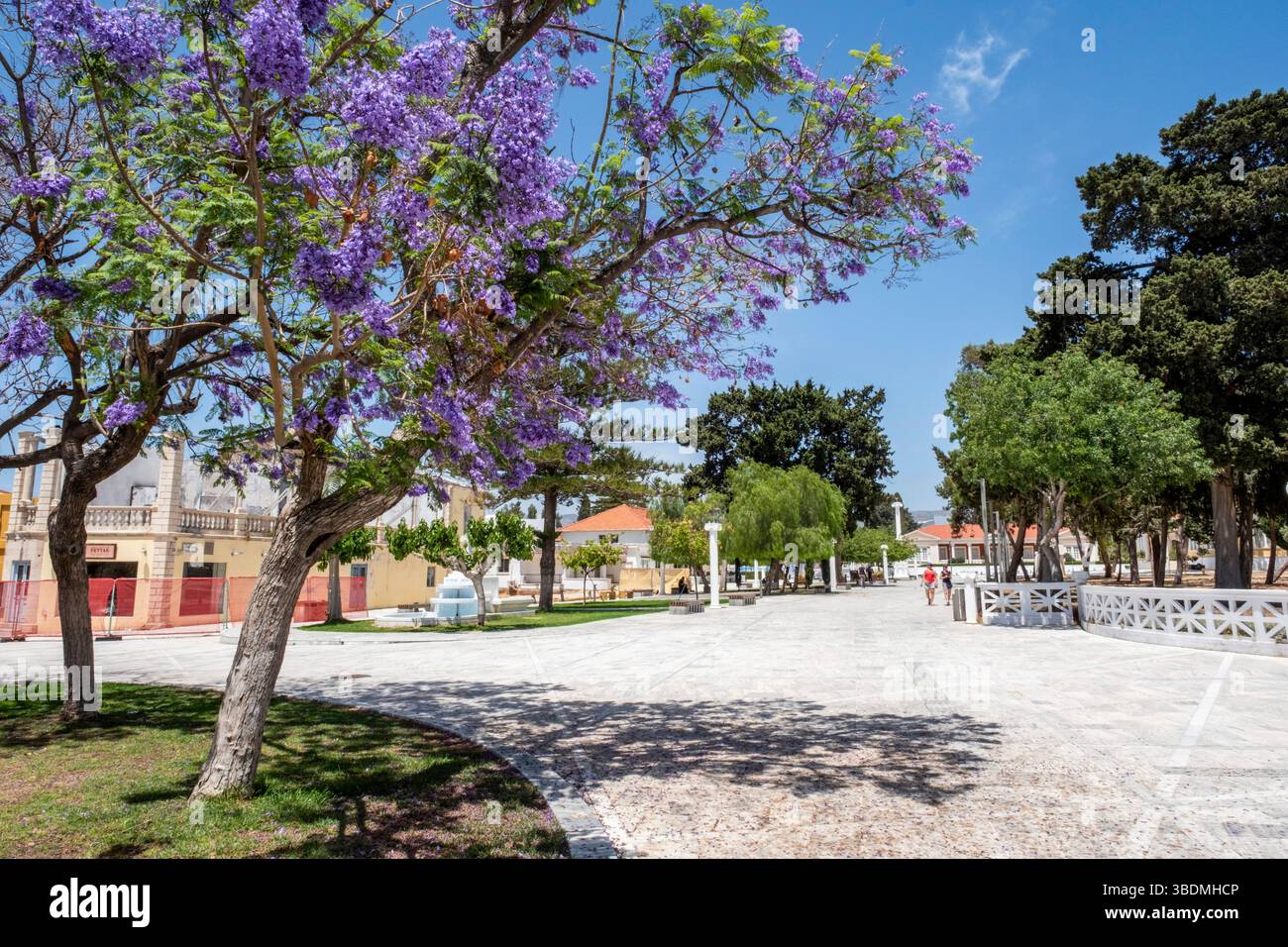 Arbres Jacaranda mimosifolia en fleurs, place du 28 octobre, vieille ville de Paphos, Chypre Banque D'Images