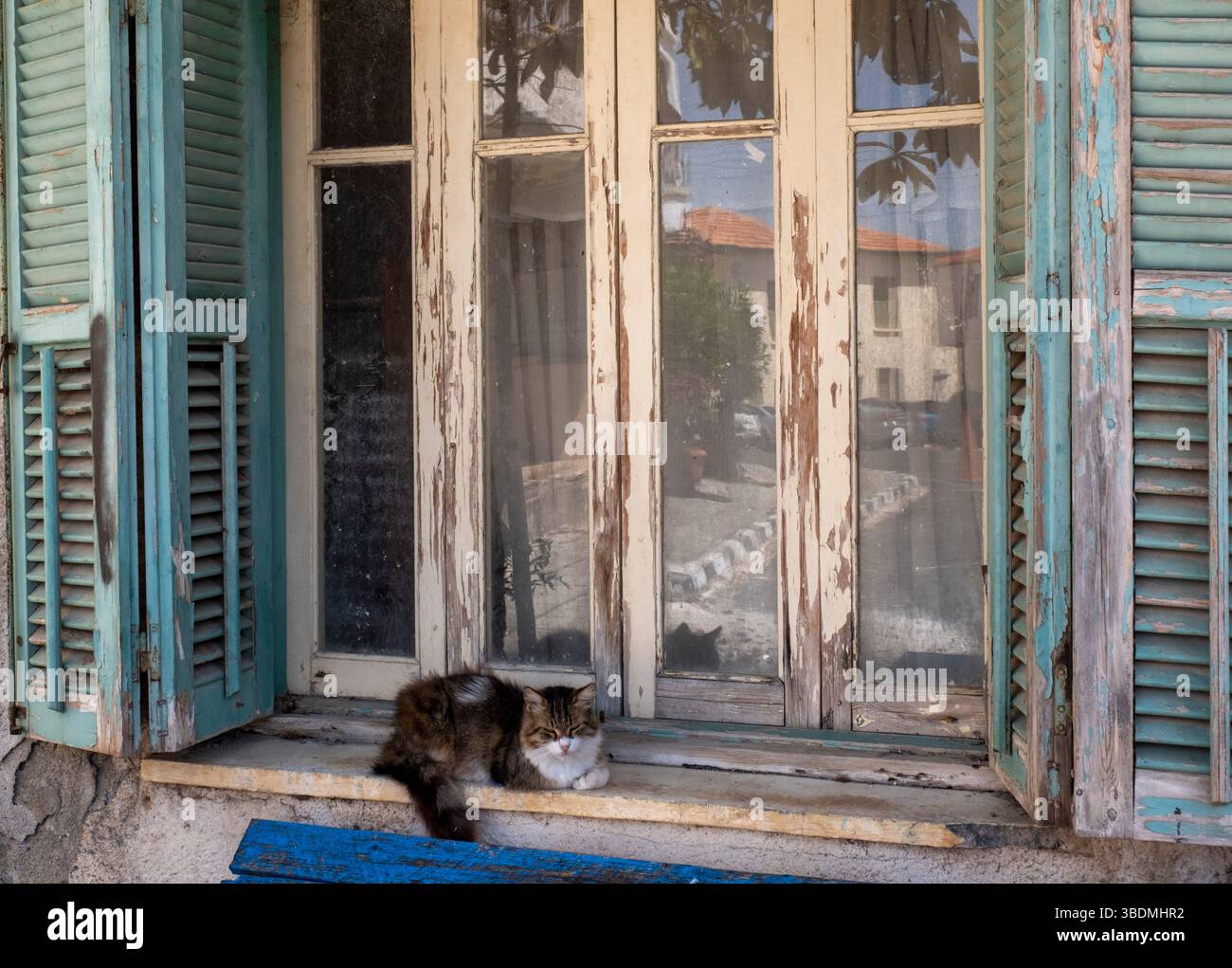 Chat sur un rebord de fenêtre, Paphos, Chypre. Banque D'Images