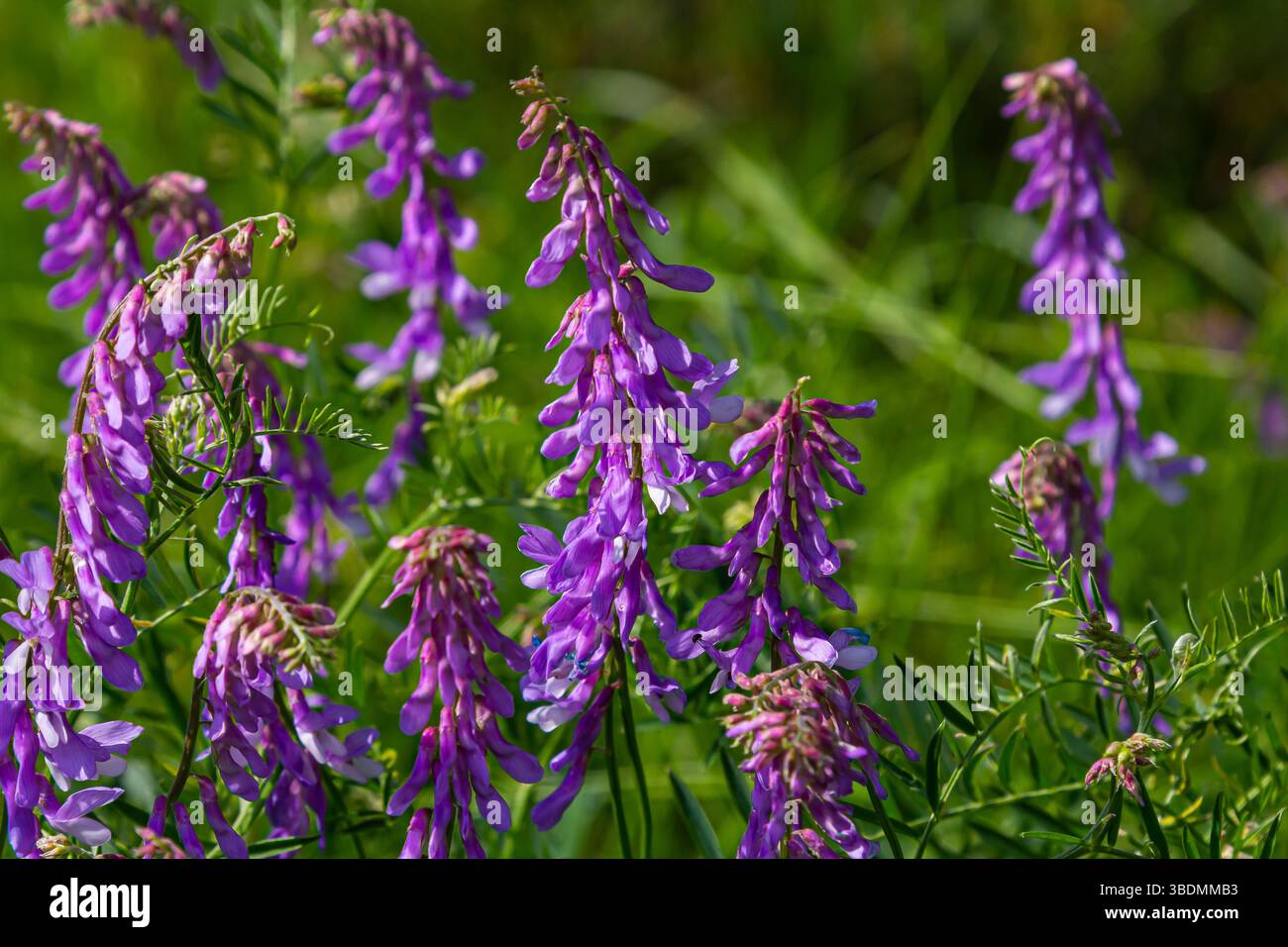 Vetch, vicia craca plante précieuse au miel, fourrages, et plante médicinale. Fond fragile de fleurs violettes. Fleur de vesce de printemps, laineux ou fourragère Banque D'Images