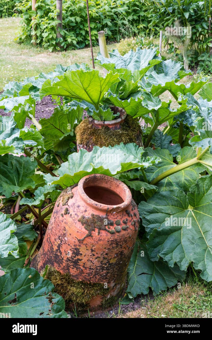 Cloche en terre cuite forçant des pots dans un lit de rhubarbe. Utilisé pour forcer les plantes de rhubarbe. Banque D'Images