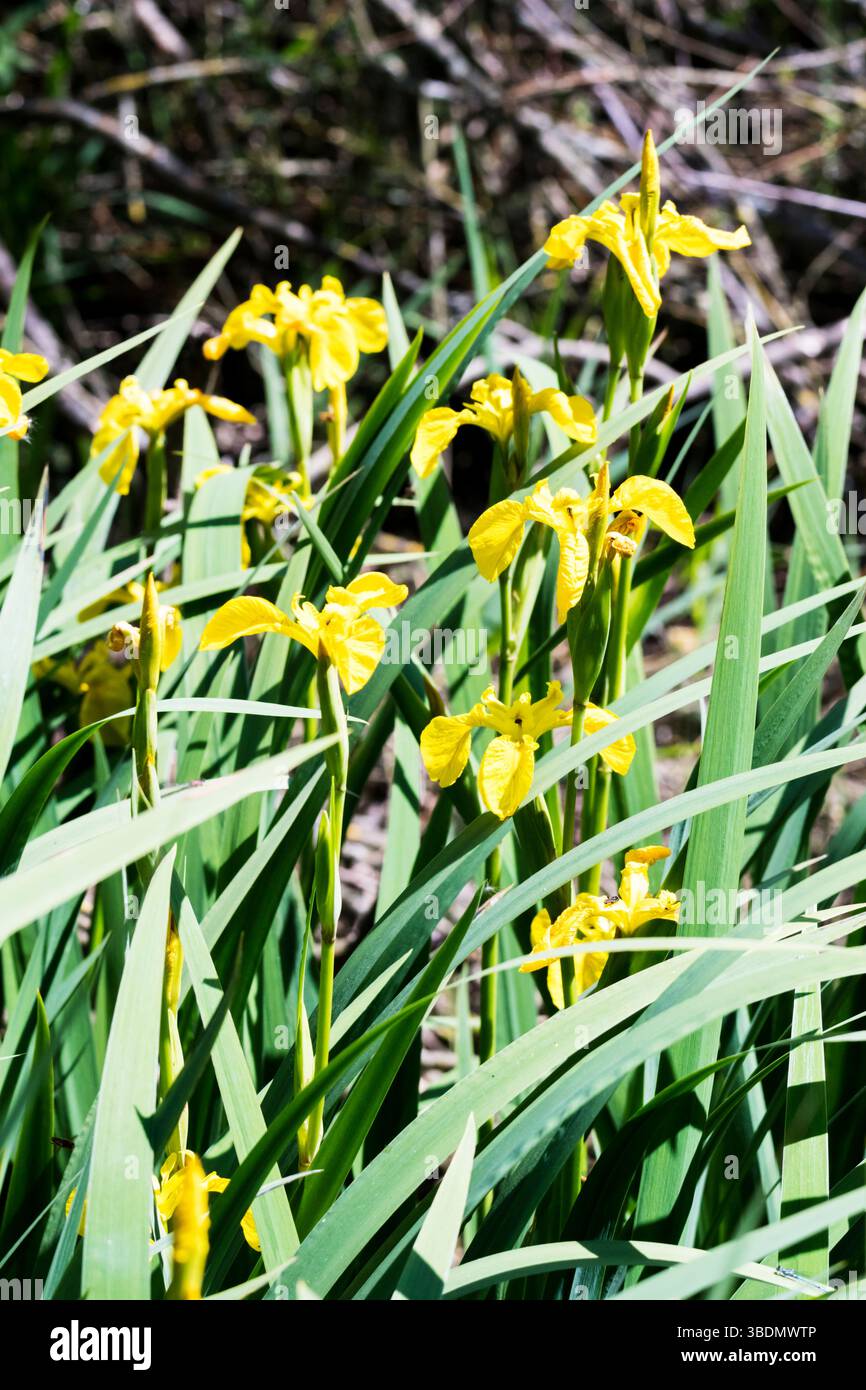 Iris drapeau jaune, Iris pseudacorus, poussant à Titchwell Marsh sur la côte nord du Norfolk. Banque D'Images