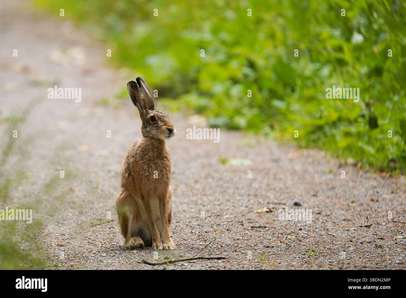 Neugieriger Feldhase auf dem Waldweg Banque D'Images