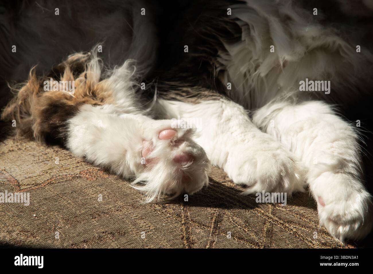 Gros plan sur les pattes d'un jeune chat pelucheux couché Banque D'Images