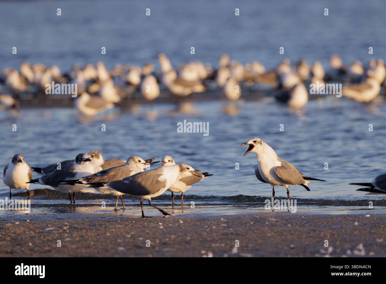 Mouettes pataugeantes qui pataugeaient à la ligne de flottaison à la recherche de nourriture le long de la côte du golfe du Mississippi dans la lumière du soir Banque D'Images