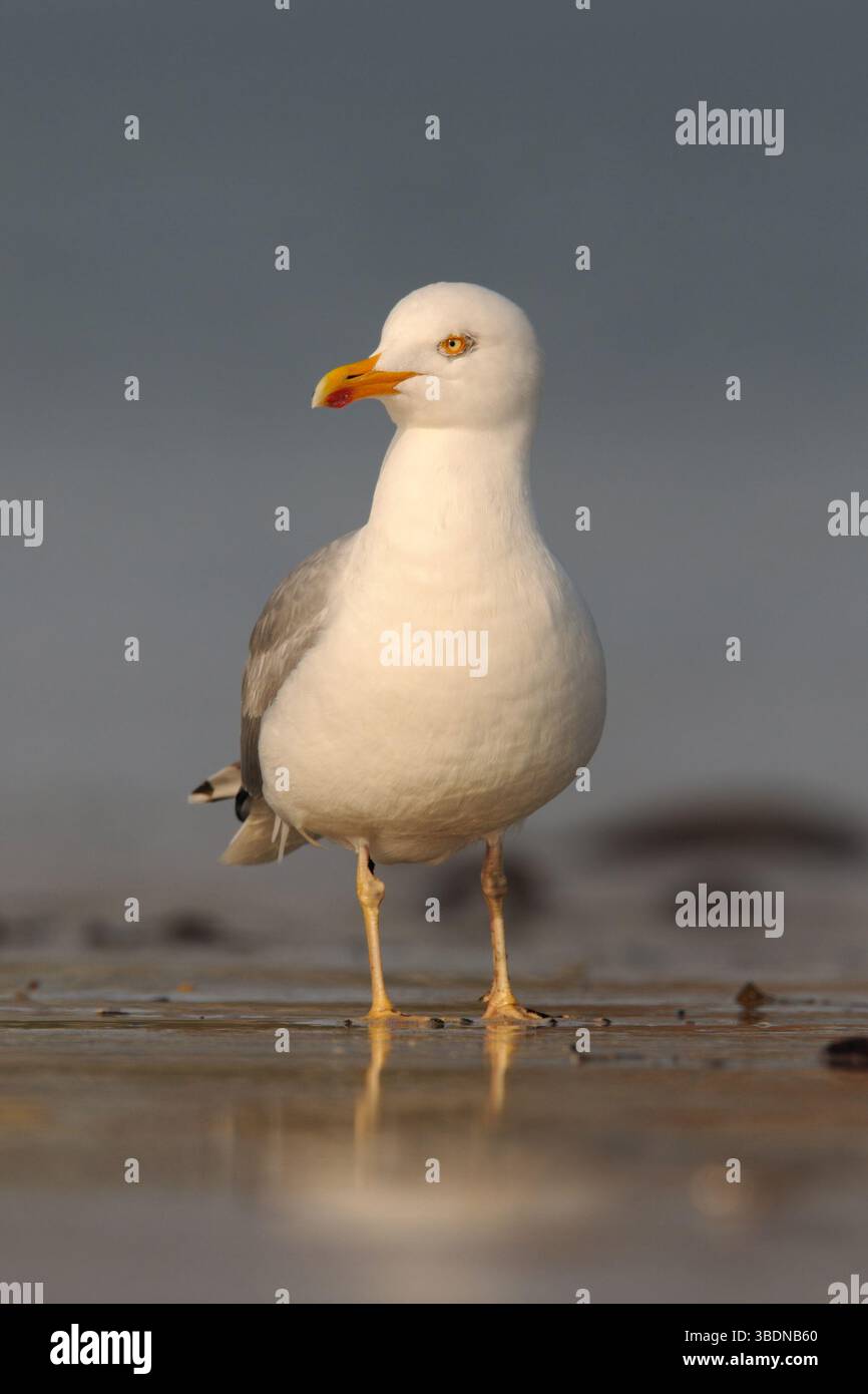 Mouette à pattes jaunes * Larus michahellis * à marée basse en début de lumière sur la plage de la mer du Nord à la recherche de nourriture, oiseau indigène, faune, Allemagne, Banque D'Images