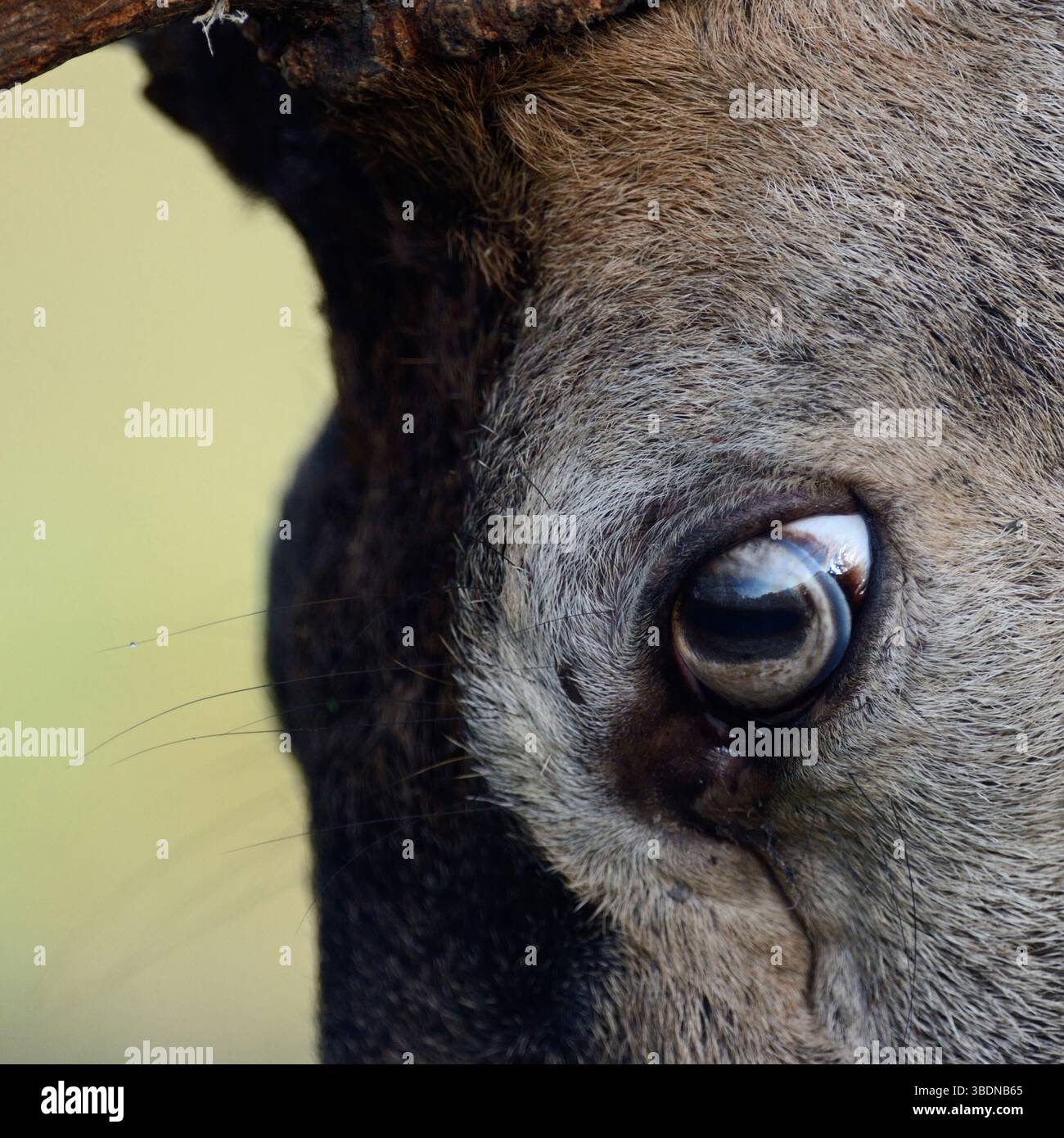 l'oeil d'un cerf rouge... Cerf rouge * Cervus elaphus *, gros plan de la tête d'un cerf majuscule Banque D'Images
