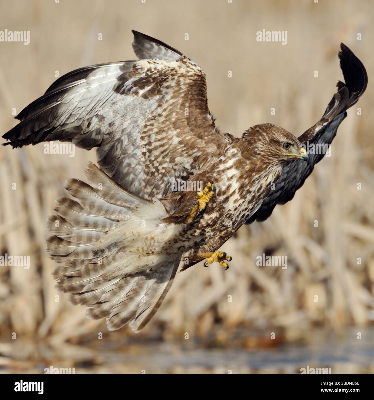 le moment parfait... Buzzard *Buteo buteo* peu de temps avant d'accéder à Prey, spectaculaire tir de vol plein d'action, d'action, chasse aux oiseaux de proie indigènes. Banque D'Images